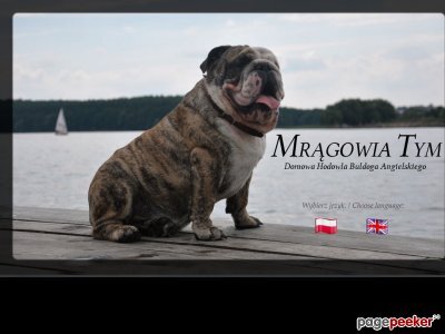 Szczegóły : Hodowla Mrągowia - Buldog angielski